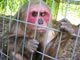 Meet Our Monkeys: Image