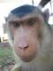 Meet Our Monkeys: Image