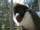 Meet Our Monkeys: Image