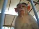 Meet Our Monkeys: Image