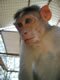 Meet Our Monkeys: Image