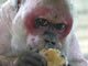 Meet Our Monkeys: Image