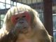 Meet Our Monkeys: Image