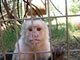 Meet Our Monkeys: Image