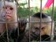 Meet Our Monkeys: Image