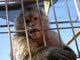 Meet Our Monkeys: Image