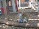 Meet Our Monkeys: Image