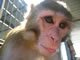 Meet Our Monkeys: Image