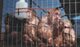 LEHMAN COLLEGE RESEARCH MONKEYS