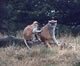 Meet Our Monkeys: Image