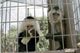Meet Our Monkeys: Image
