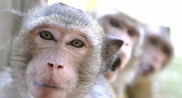Support the Monkeys